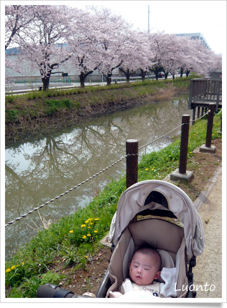桜を見ながらお散歩